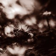 In Bloom - STUTS Remix