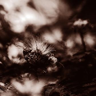 In Bloom (STUTS Remix)