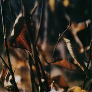 Perce-neige