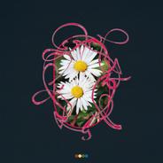 Rewild
