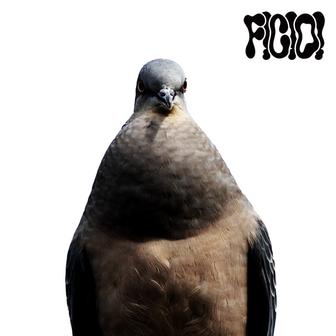 BIRDERS