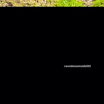 cwondonoomoide001 (Live)