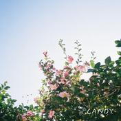 僕が君を知ってる