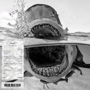 Swim With The Sharks