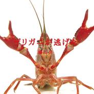 ザリガニが逃げた