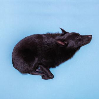 schipperke gone fishing