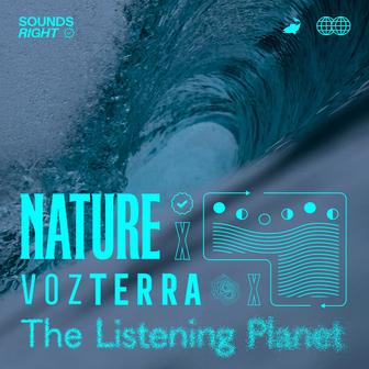 Soothing Ocean Sounds
