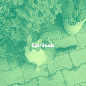 Cat-titude