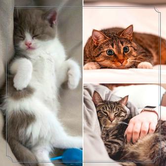 Music for The Happiest Cats (Trumpet and Alto Sax)