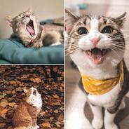Remarkable Ambience for Sleepy Kitten