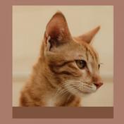 Trumpet and Alto Saxophone - Music for The Happiest Cats