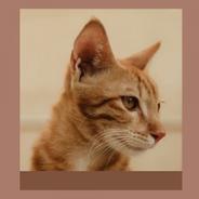 Background for Cutest Kittens