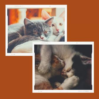 Peaceful Background for Lonely Cat