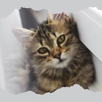 Heavenly Jazz Trio - Ambiance for Happy Cat