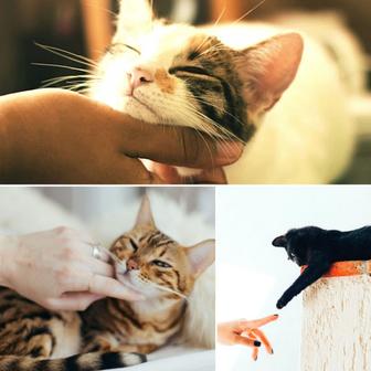 Jazz Trio - Ambiance for Cute Cats