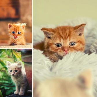 High Class Background for Lonely Cat