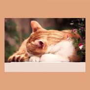 Trio Jazz Soundtrack for Sleepy Kitten