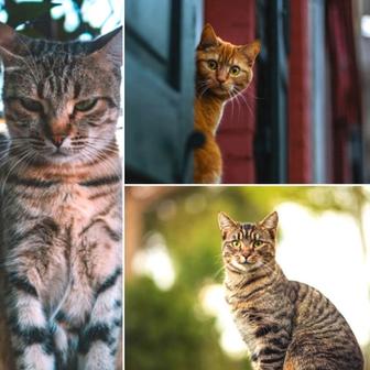 Music for Happy Cat