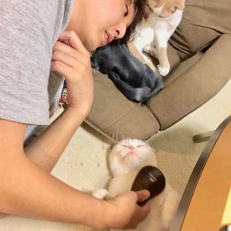 猫と僕