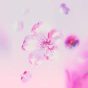 SAKURA (feat. Taka Perry) - Single