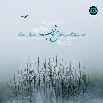مرغ شب