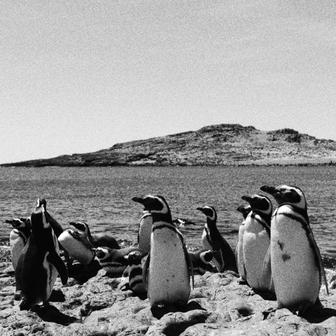 Punta Tombo Penguins