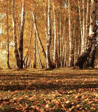 Beethoven - Piano Sonatas No 14, No 23, No 25 and No 26