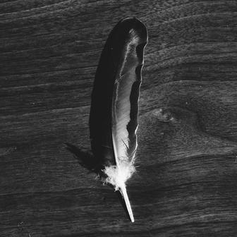 crows