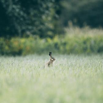 Hares on the Mountain