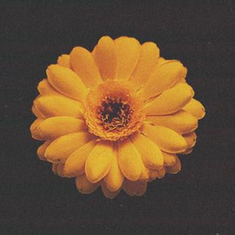 花の名残り