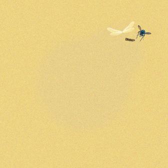 Fly On The Wall
