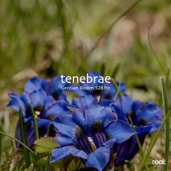 Gentian Bloom 528 Hz