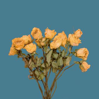Flores - Single